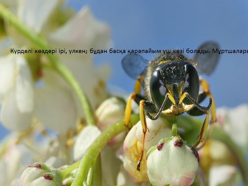 Күрделі көздері ірі, үлкен; бұдан басқа қарапайым үш көзі болады. Мұртшалары жіп тәрізді ,